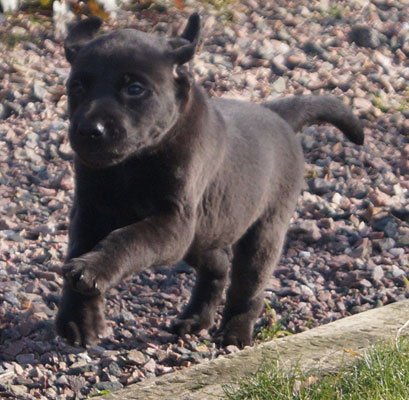 R-Kull 6 weeks